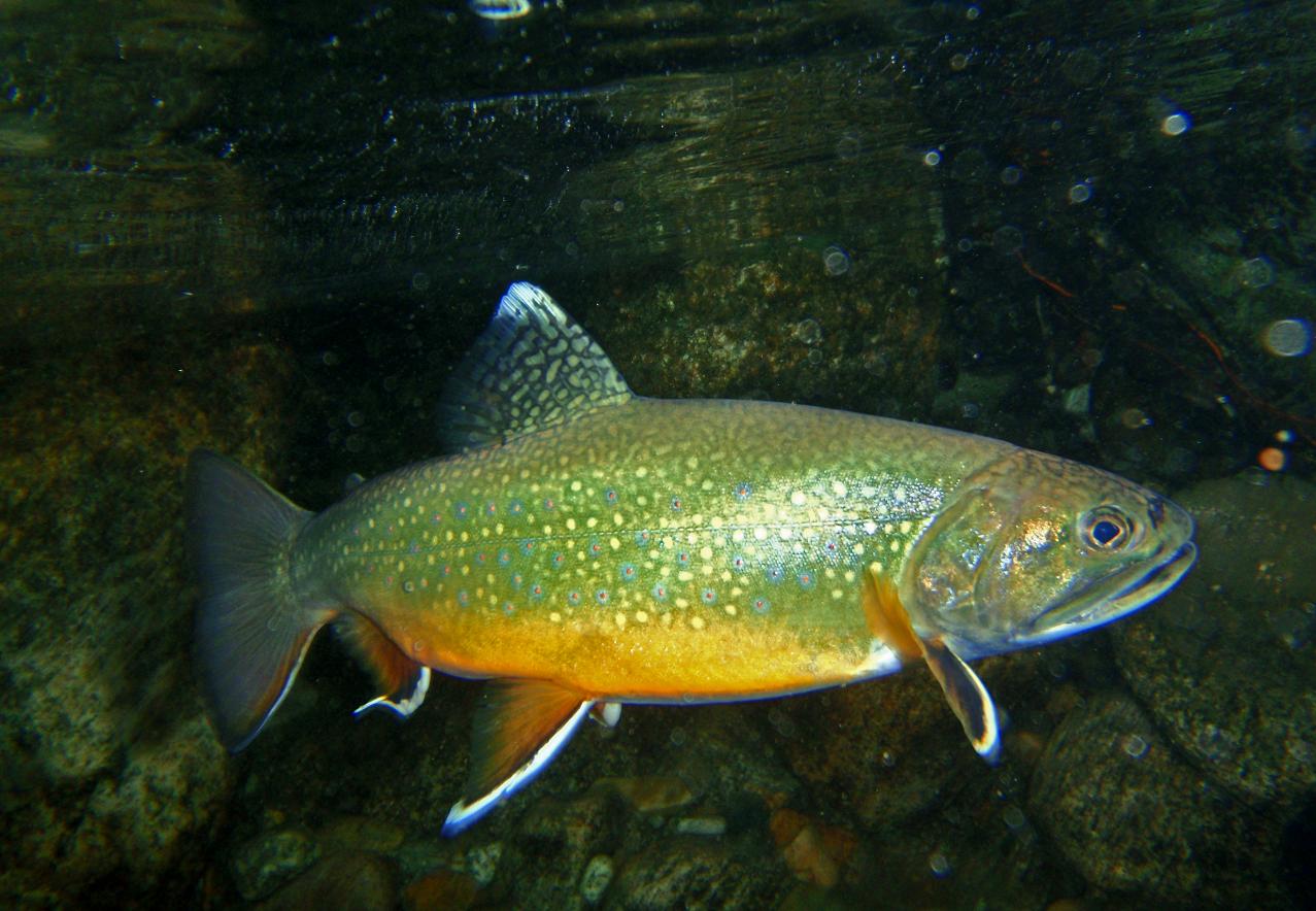 Brookie