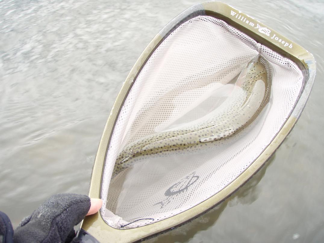 greyfishsm.jpg