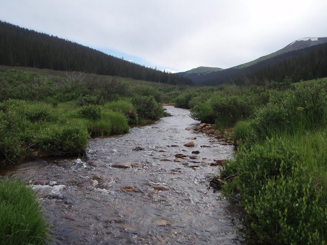 rmnpstream.jpg
